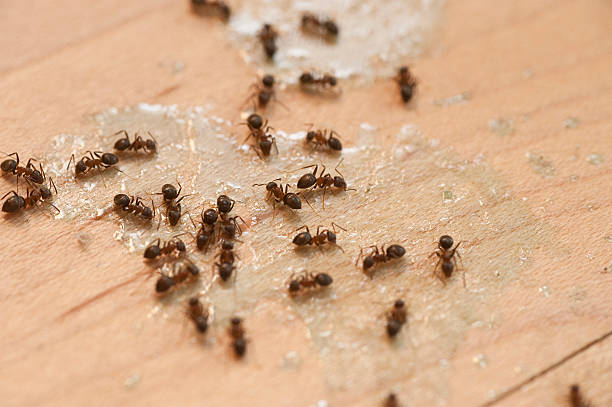 Insect Control in Dunwoody, GA