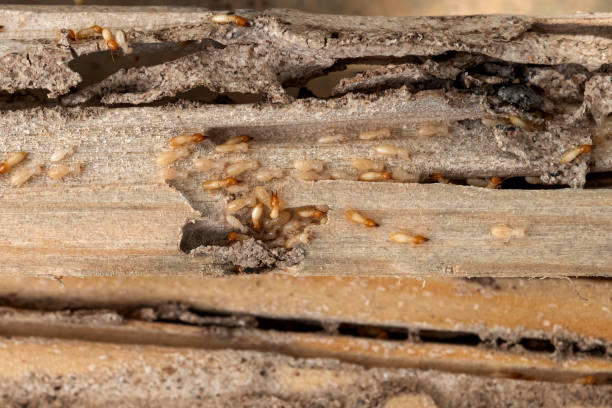Best Residential Pest Control  in Dunwoody, GA